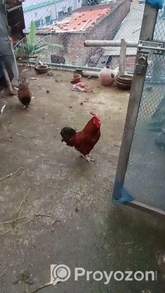 দেশি মোরগ