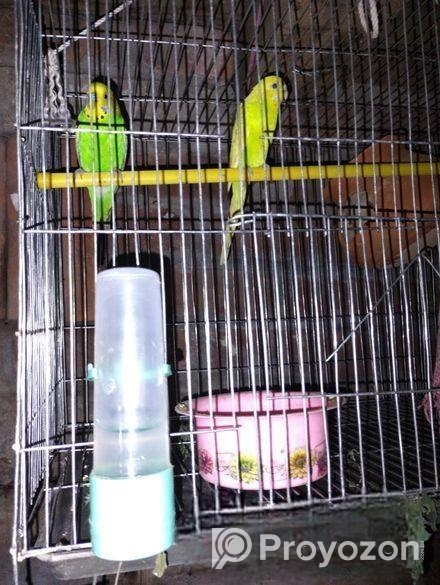 ১ জোর রানিং পখি বিক্রি হবে