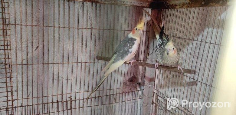 আর দুই জোড়া মাস্টার পেয়ার এভেলেবেল।