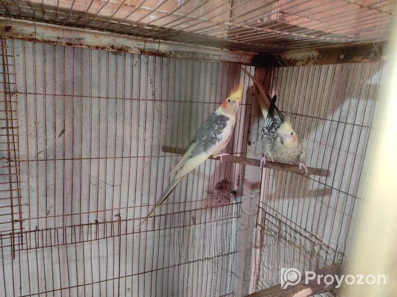 আর দুই জোড়া মাস্টার পেয়ার এভেলেবেল।