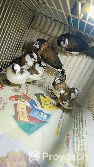 Bengoli Foster Male Finch ফিন্স