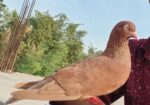 টেম করা কবুতর