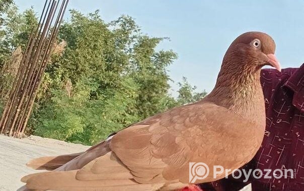 টেম করা কবুতর