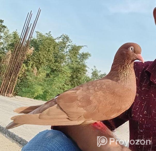 টেম করা কবুতর