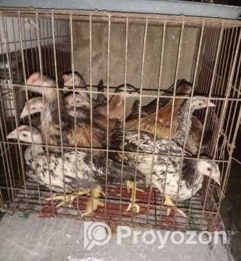 দেশি মুরগি