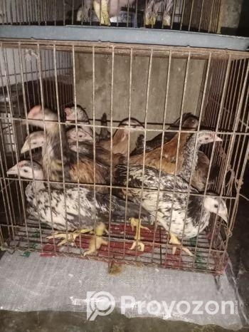 দেশি মুরগি