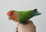 Tame Love Bird