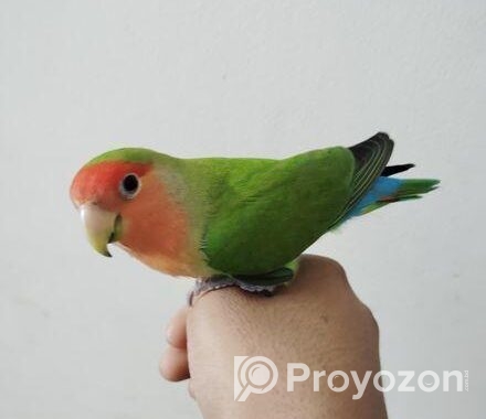 Tame Love Bird
