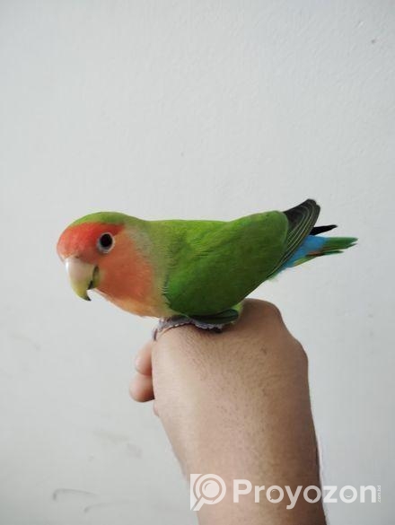 Tame Love Bird