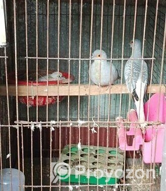 Diamond Dove Family Package