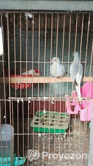 Diamond Dove Family Package