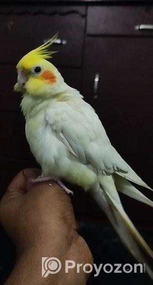Lutino Cockatiel Running Male