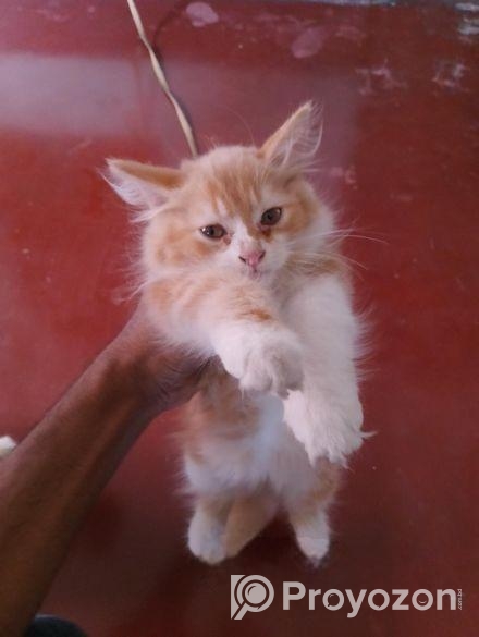 পারসিয়ান কিটান মেল