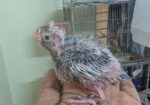 Cockatiel Baby- কোকাটেল
