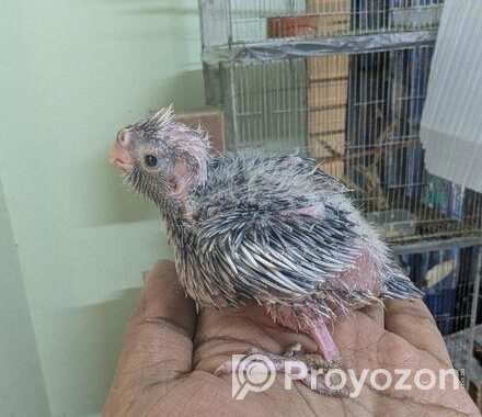Cockatiel Baby- কোকাটেল