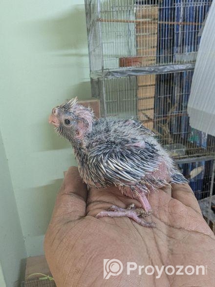 Cockatiel Baby- কোকাটেল