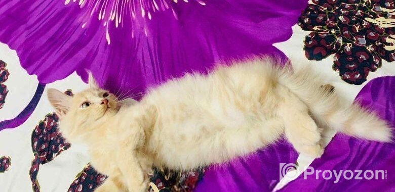Persian Cat