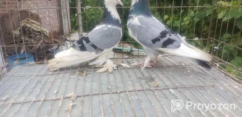 গররা কবুতর