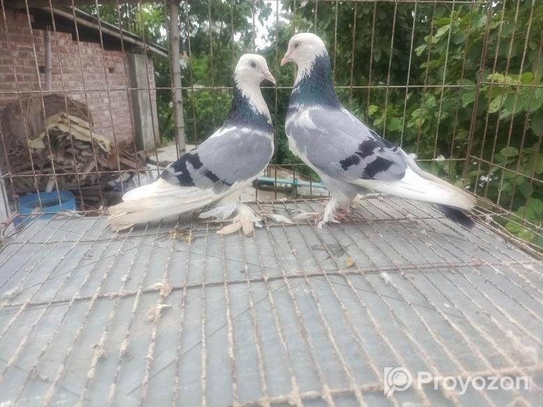 গররা কবুতর