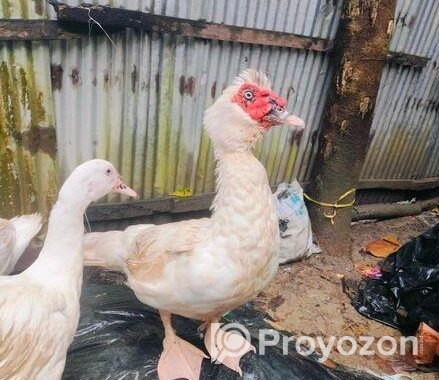Muscovy duck