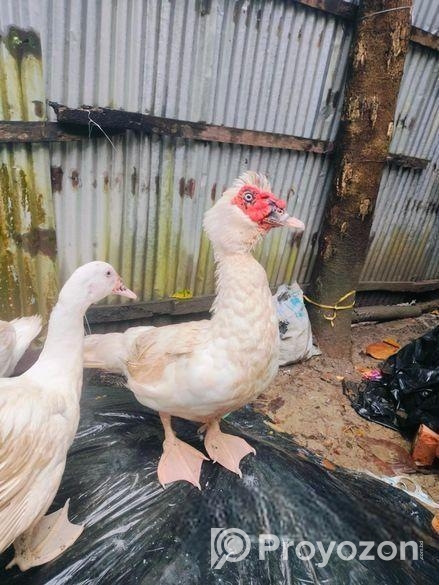 Muscovy duck
