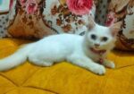 Double Coat Persian Cat