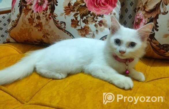 Double Coat Persian Cat