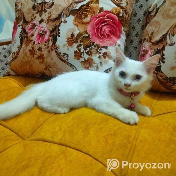 Double Coat Persian Cat