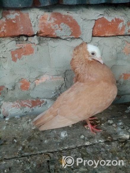 মুখ্যি মাদি কবুতর