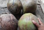 বড় সাইজের নারকেল বা মাঝারি সাইজের নারকেল