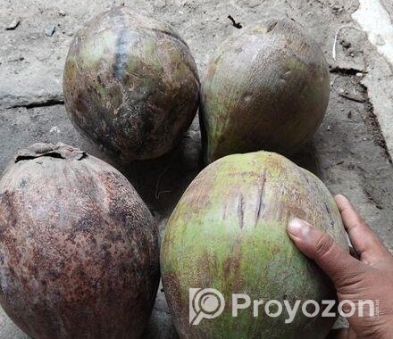 বড় সাইজের নারকেল বা মাঝারি সাইজের নারকেল
