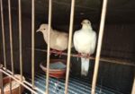ঘুঘু পাখি