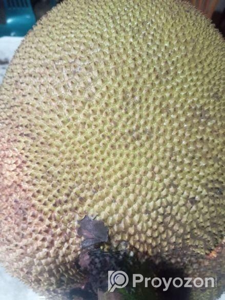 ছোট বড় সবার পছন্দ সিজনি কাঠাল