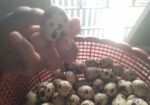 Quail Egg