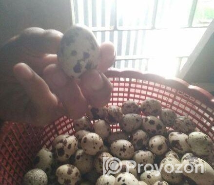 Quail Egg