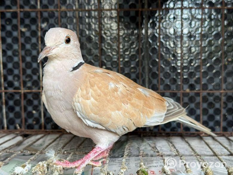 ঘুঘু পাখি