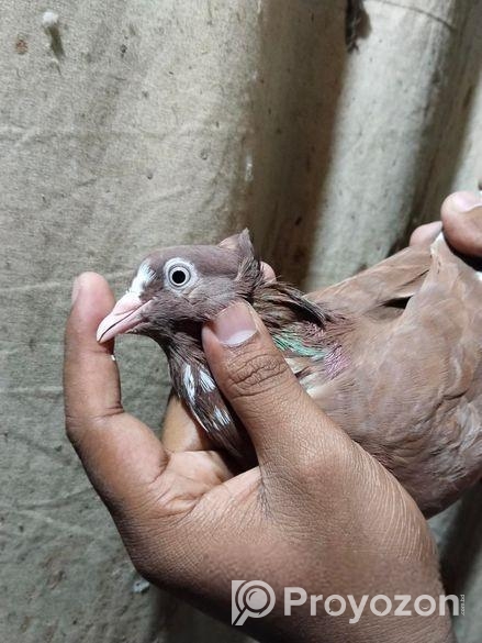 লাল গররা মাদি