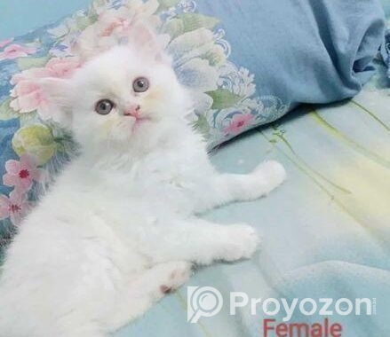Persian Cat