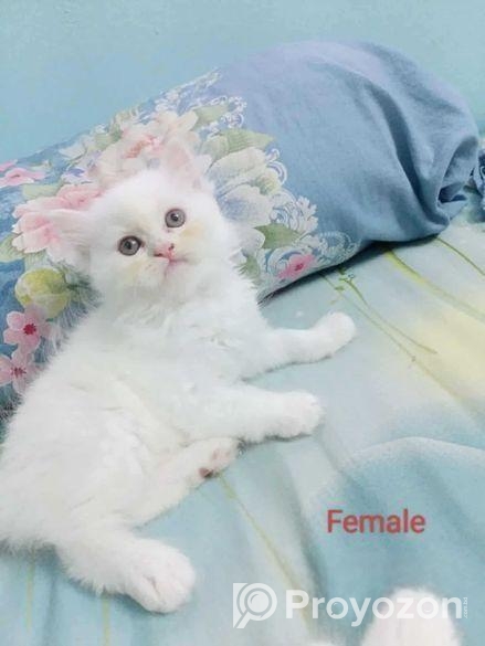 Persian Cat