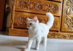 Traditional Persian