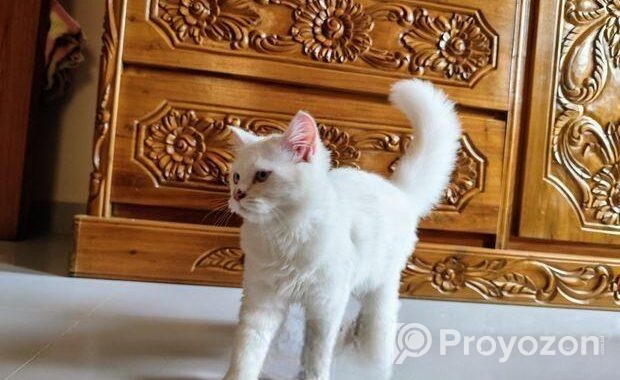 Traditional Persian