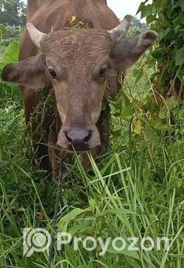 মহিষ বিক্রি হইবে