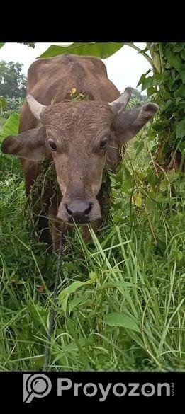মহিষ বিক্রি হইবে