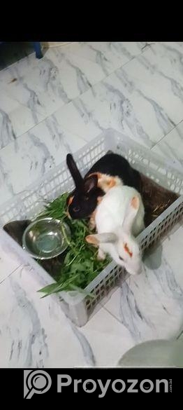 এক জোড়া খরগোশ বিক্রি হবে