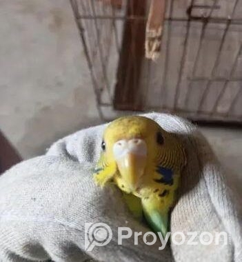 ছেলে বাজিগর