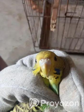 ছেলে বাজিগর