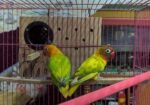 Love Bird Running Pair