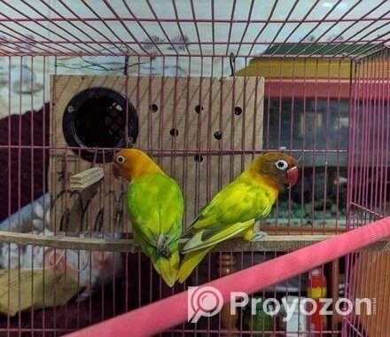 Love Bird Running Pair