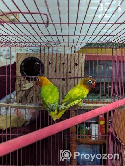 Love Bird Running Pair