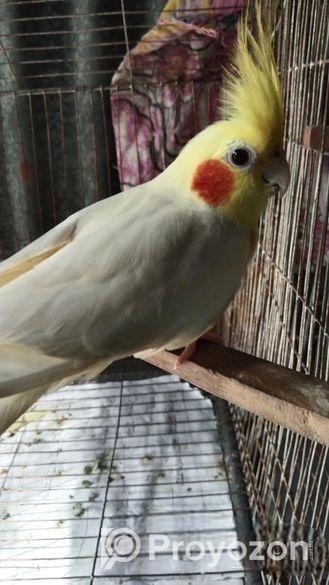 টেম ককাটেল